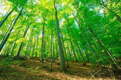 View into a deciduous forest