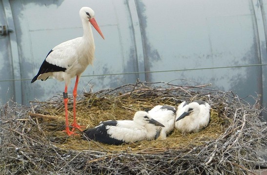 Storks