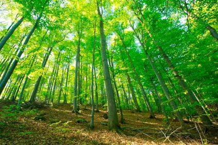 © ÖBB/Christian Zenger Deciduous forest