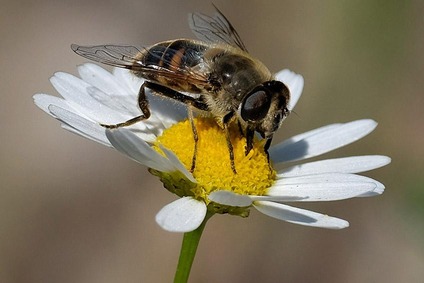 © ÖBB/Stuppacher Bee on a daisy flower
