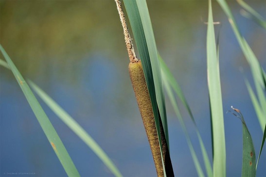 Hochwasserschutz Achau, breitblättrige Rohrkolbe