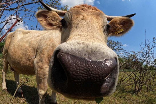 Cow directly in front of the camera