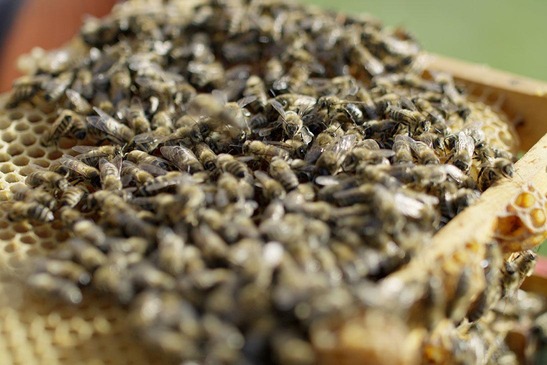 © ÖBB/WeXplore Bienenwabe mit Bienen
