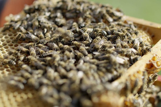 Bienenwabe mit Bienen