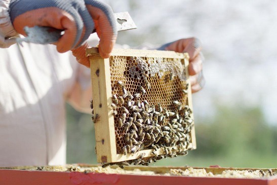 © ÖBB/WeXplore Imker mit Bienen