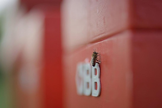 Biene auf dem ÖBB Logo eines Bienenstocks