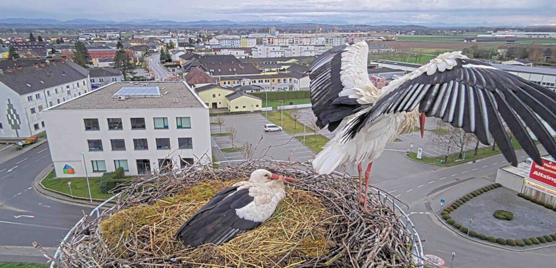 Störche im Nest