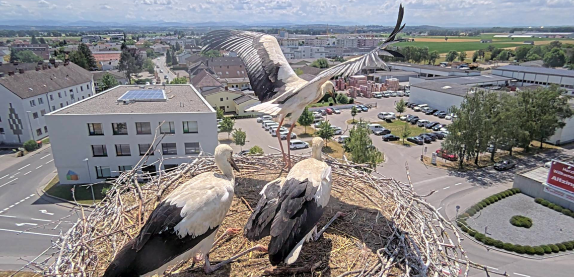 Störche im Nest