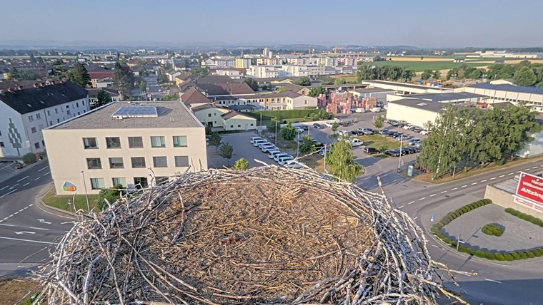 Leeres Storchennest