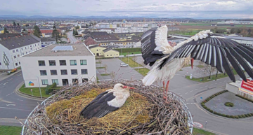 Störche im Nest