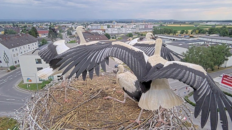 Storchenmama in Nest