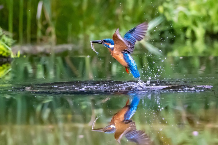 Eisvogel