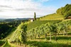Zu den Sehenswürdigkeiten in Eisenstadt gehören die Heurigen. Auf dem Bild sieht man Weingärten mit Weinreben.