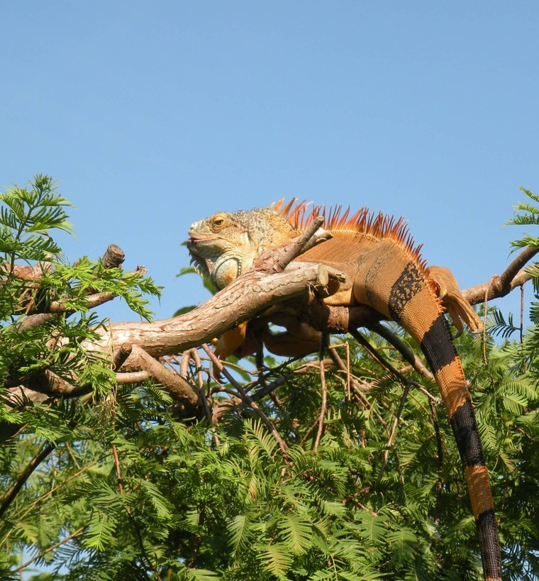 Zu den Klagenfurt Sehenswürdigkeiten gehört der Reptilienzoo Happ. Auf dem Bild sieht man einen grünen Leguan.