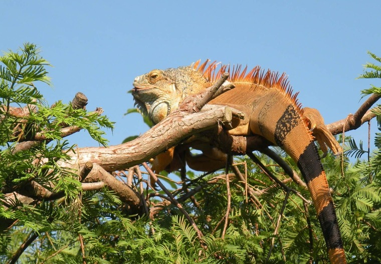 Zu den Klagenfurt Sehenswürdigkeiten gehört der Reptilienzoo Happ. Auf dem Bild sieht man einen grünen Leguan.