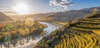 Zu den Wachau Sehenswürdigkeiten gehören die Weine der Region. Auf dem Bild sieht man Wein-Terrassen vor Dürnstein an der Donau im Herbst. Auf dem Foto ist ein Fluss zu sehen mit Weinreben und schöner Landschaft zu sehen. Die Ansicht ist von oben.
