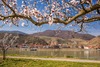 Zu den Wachau Sehenswürdigkeiten gehört die Marillenblüte. Auf dem Bild man blühende Marillenbäume vor der Donau, im Hintergrund Spitz an der Donau. Auf dem Bild sieht man Marillenblüten im oberen Teil. Darunter die Stadt und die Donau. 