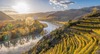 Zu den Wachau Sehenswürdigkeiten gehören die Weine der Region. Auf dem Bild sieht man Wein-Terrassen vor Dürnstein an der Donau im Herbst. Auf dem Foto ist ein Fluss zu sehen mit Weinreben und schöner Landschaft zu sehen. Die Ansicht ist von oben.