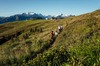 Zum Wandern bei Salzburg gehört die Schmittenhöhe. Auf dem Bild sieht man eine Familie beim Wandern.