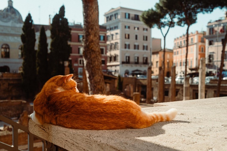Der Largo di Torre Argentina ist ein Geheimtipp für Rom. Auf diesem Platz tummeln sich zwischen den verschiedenen Ruinen antiker Tempelanlagen Straßenkatzen. Im Bild sieht man eine rote-gestreifte Katze, die auf einem Vorsprung schläft, im Hintergrund der Platz. 