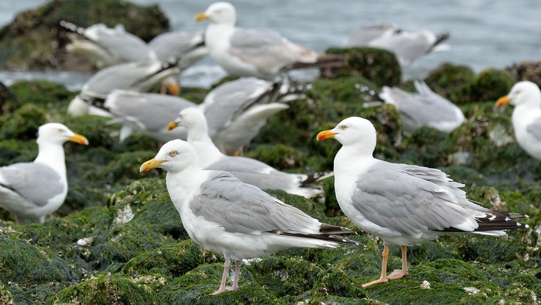Zum Urlaub auf Sylt gehört die Natur. Auf dem Bild sieht man Möwen am Strand.