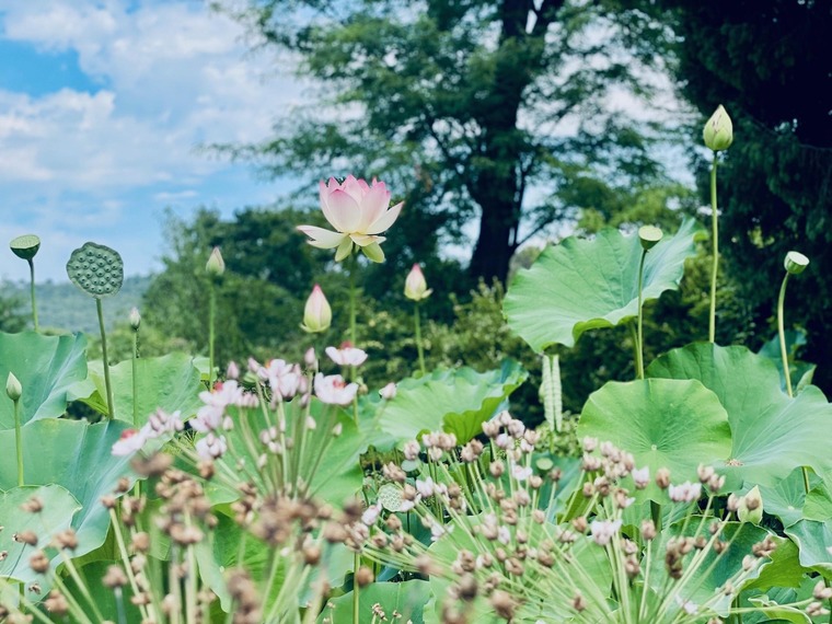 Triest Sehenswürdigkeiten: Der Botanische Garten in Trist ist eine wunderbar ruhige Oase des Grüns. Im Bild sieht man eine weiße Lotusblüte. 