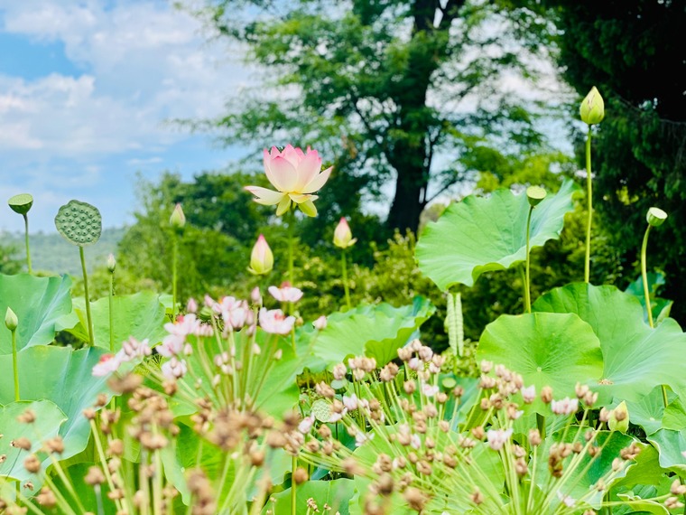 Triest Sehenswürdigkeiten: Der Botanische Garten in Trist ist eine wunderbar ruhige Oase des Grüns. Im Bild sieht man eine weiße Lotusblüte. 