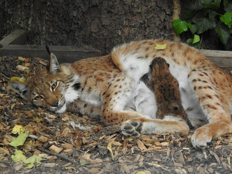 Nachwuchs im Alpenzoo Innsbruck
