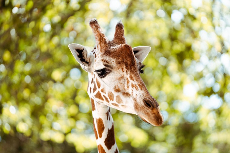 Giraffen im Tiergarten Schönbrunn