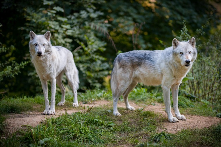 Wildpark Ernstbrunn
