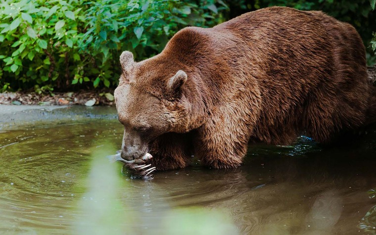 Südsteiermark Ausflugsziel: Bär auf dem Bärenhof im südsteirischen Berghausen. 