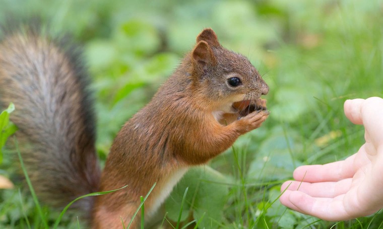 Eichhörnchen im Grazer Stadtpark