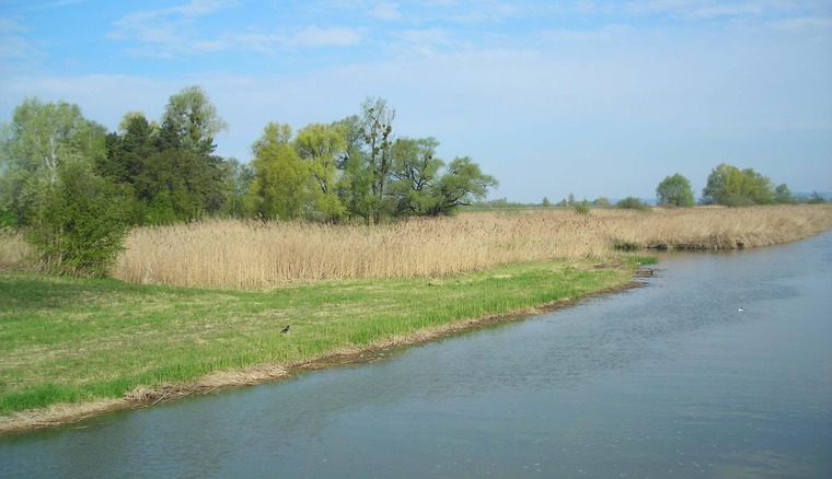 Wandern auf dem Natura Trail im Rheindelta in Vorarlberg