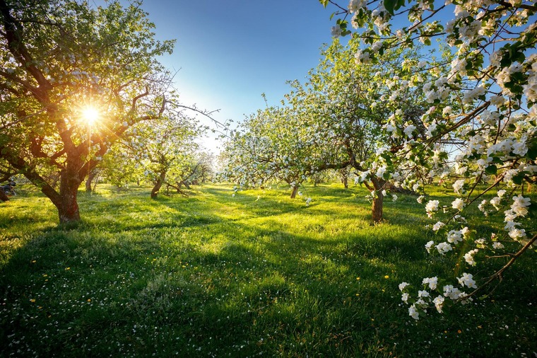 Picknicken unter den Obstbäumen in den Steinhofgründen.