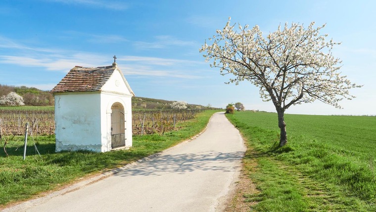 Der Kirschblütenweg am Neusiedler See