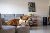 Corgi auf Couch