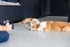Corgi Fotoshooting