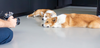 Corgis Fotoshooting