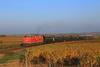 Ausflugsziele Niederösterreich: Der bekannte Reblaus Express. Am Bild sieht man eine Lokomotive. Der erste Wagen ist rot, die restlichen sind schwarz. Die Lokomotive fährt durch eine Landschaft mit Feldern.