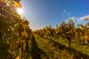Ausflugstipp Niederösterreich: der schöne Weinweg Langenlois. Am Bild sieht man mehrere Weinstöcke.