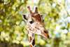 Giraffen im Tiergarten Schönbrunn