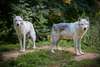 Wildpark Ernstbrunn