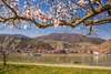 Zu den Wachau Sehenswürdigkeiten gehört die Marillenblüte. Auf dem Bild sieht man blühende Marillenbäume vor der Donau, im Hintergrund Spitz an der Donau. Auf dem Bild sieht man Marillenblüten im oberen Teil. Darunter sind die Stadt und die Donau zu sehen.