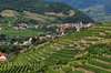 Zu den Wachau Sehenswürdigkeiten gehören die Weine der Region. Auf dem Bild sieht man die Weingärten vor Dürnstein. 