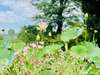 Triest Sehenswürdigkeiten: Der Botanische Garten in Trist ist eine wunderbar ruhige Oase des Grüns. Im Bild sieht man eine weiße Lotusblüte. 