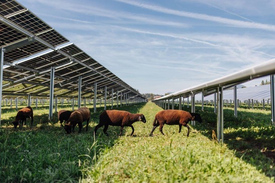 Schafe bei der Agri-PV-Anlage