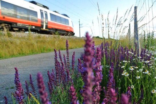 Wilder Salbei und Kamille am Bahnbegleitweg Münchendorf mit begrüntem Bahndamm