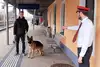 Eisenbahnaufsichtsorgan weist daraufhin, dass ein Fahrgsast seinem Hund einen  Beisskorb anlegen soll
