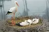 Storks