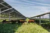 Sheep at the agri-PV facility